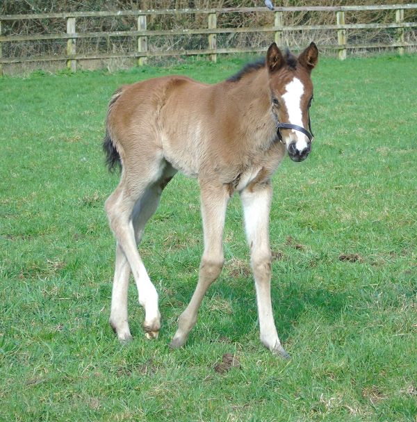 2023 filly by St Mark's Basilica